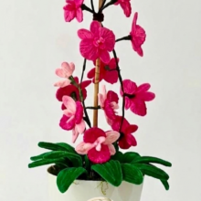 Orchidea Phalaenopsis "Maestosa Fucsia"