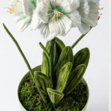Amaryllis Imperiale “Rosso Passione”